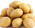 Potato - Dutch Cream