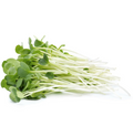Sprouts packet