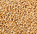 Bulk Wheat Grain