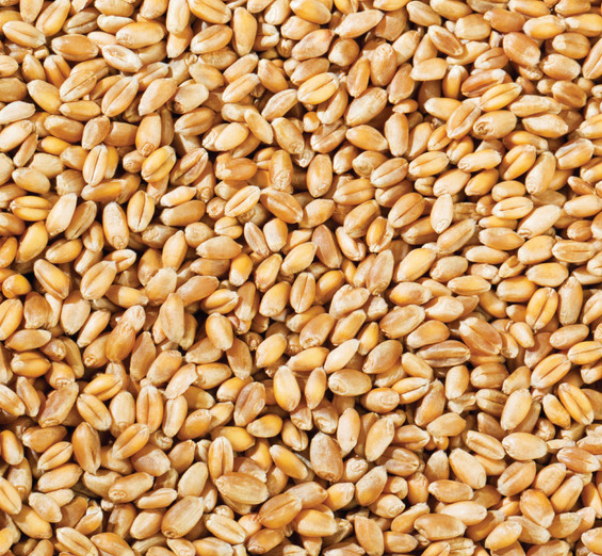 Bulk Wheat Grain