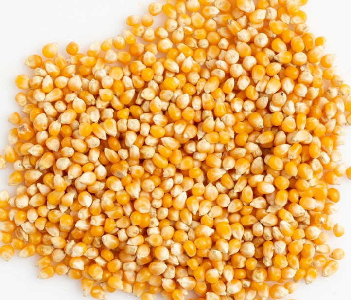 Bulk Popcorn Kernals