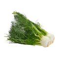 Fennel Bulb