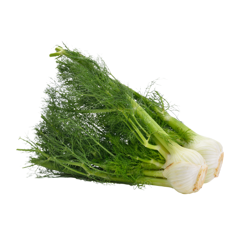 Fennel Bulb