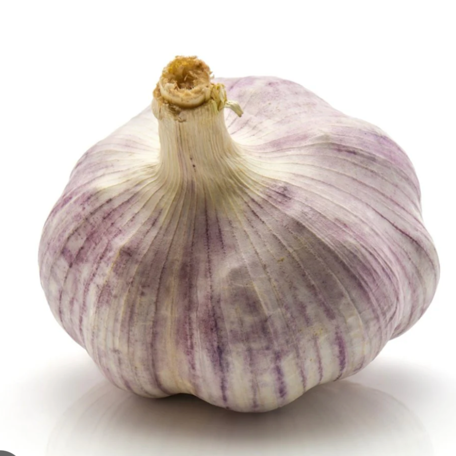 Garlic - Purple